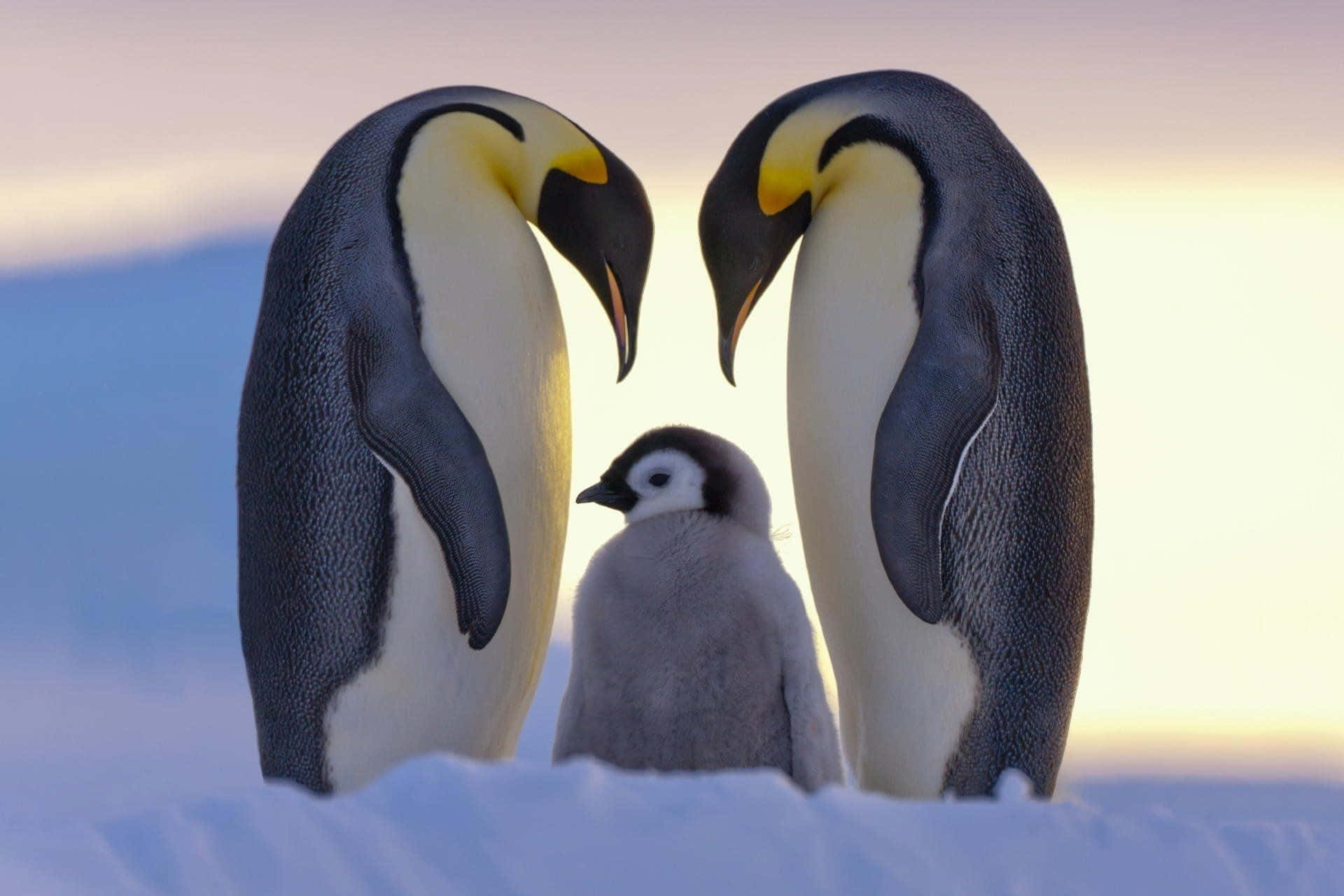 An adorable baby penguin stares curiously!