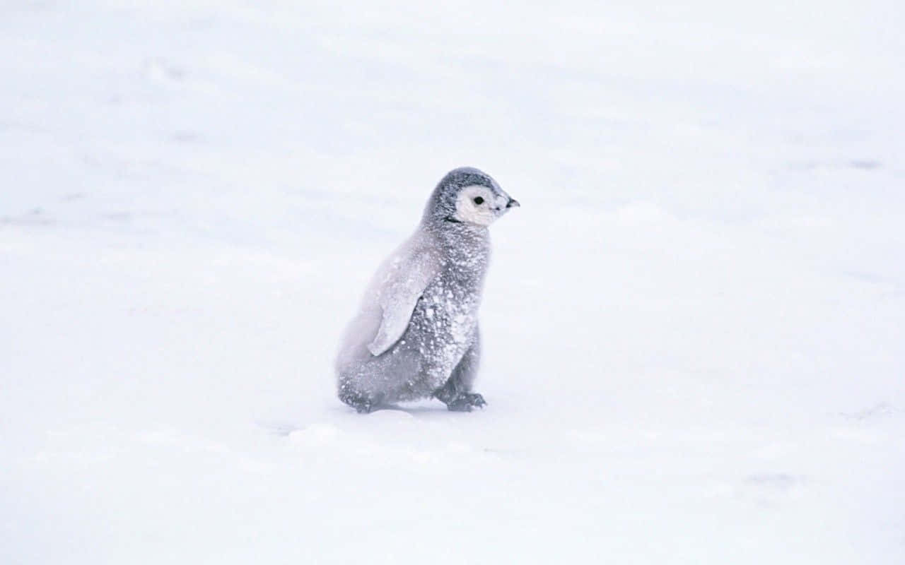 Adorávelbebê Pinguim Abraçado Na Neve