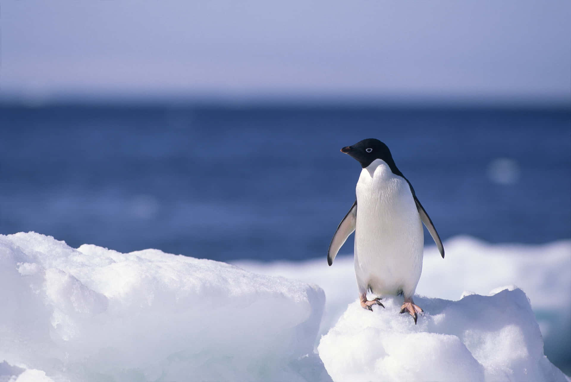 Adorablebebé Pingüino Posado En Un Trozo De Madera Flotante