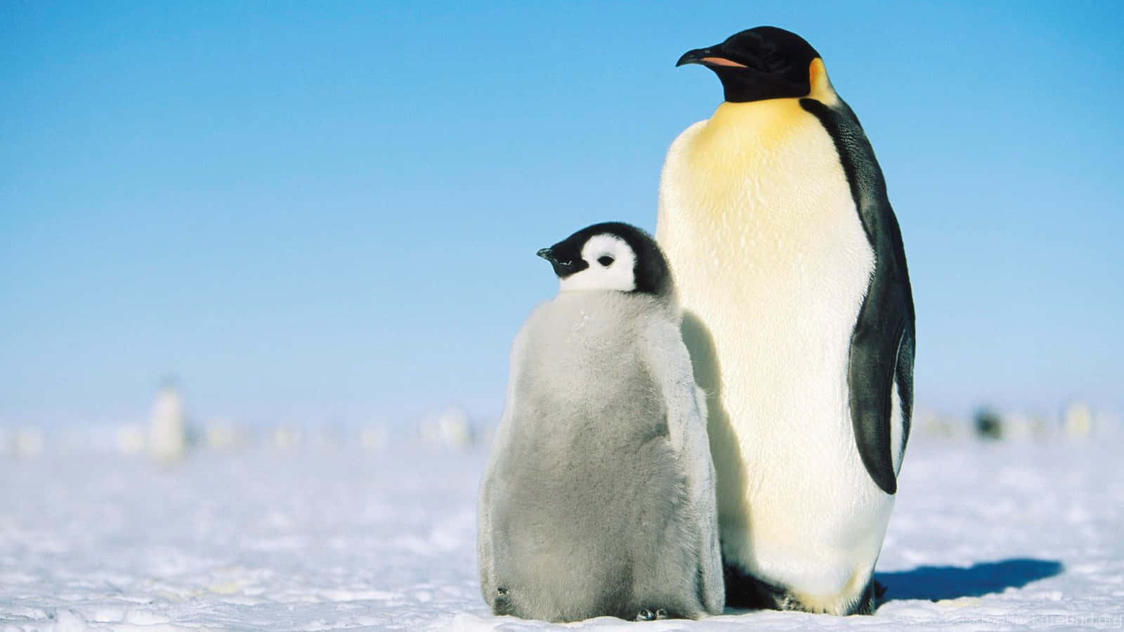 Ennyfiken Bebispingvin Står Framför Sitt Naturliga Habitat I Antarktis.