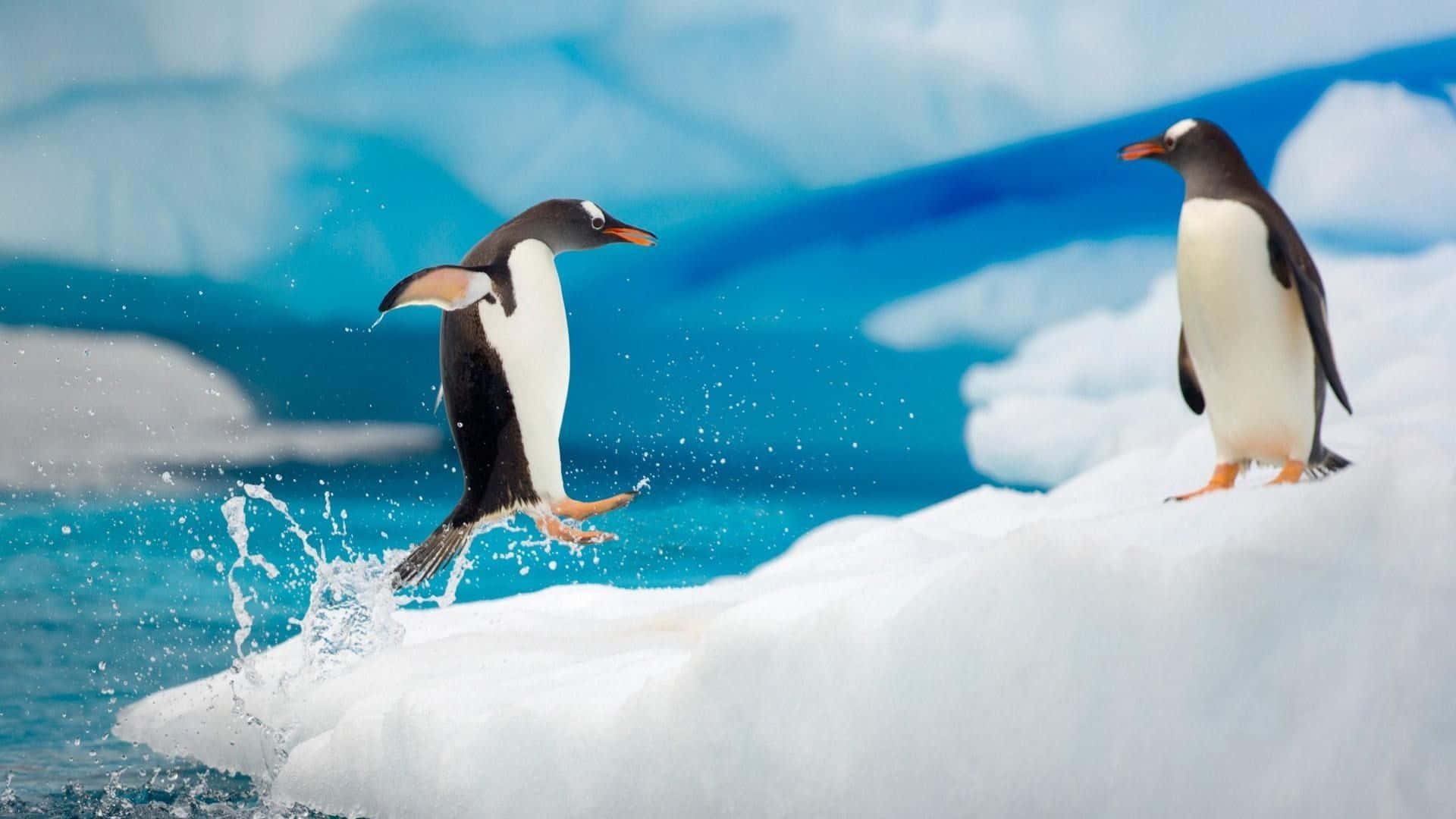 Enbedårande Liten Pingvin Som Vandrar I Snön På Sin Rumpa