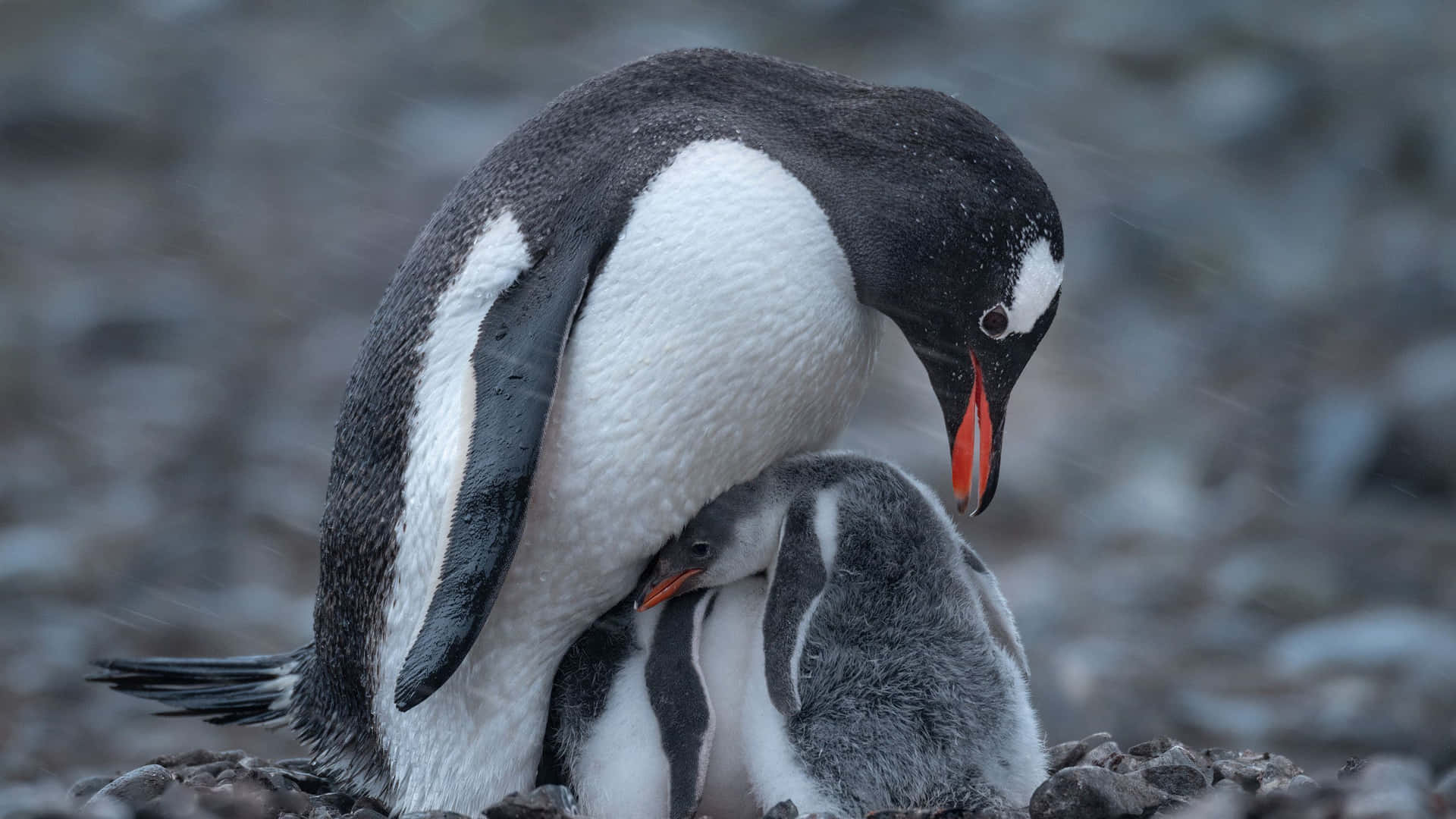 Sweet Little Baby Penguin (Anseridae)