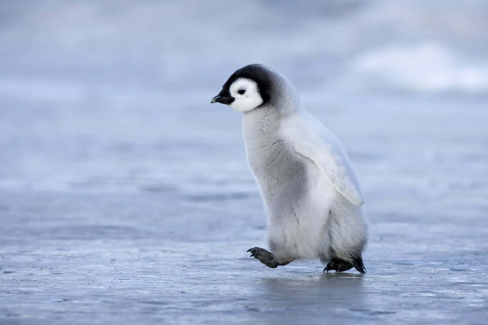 Adorable baby penguin taking a leisurely stroll.