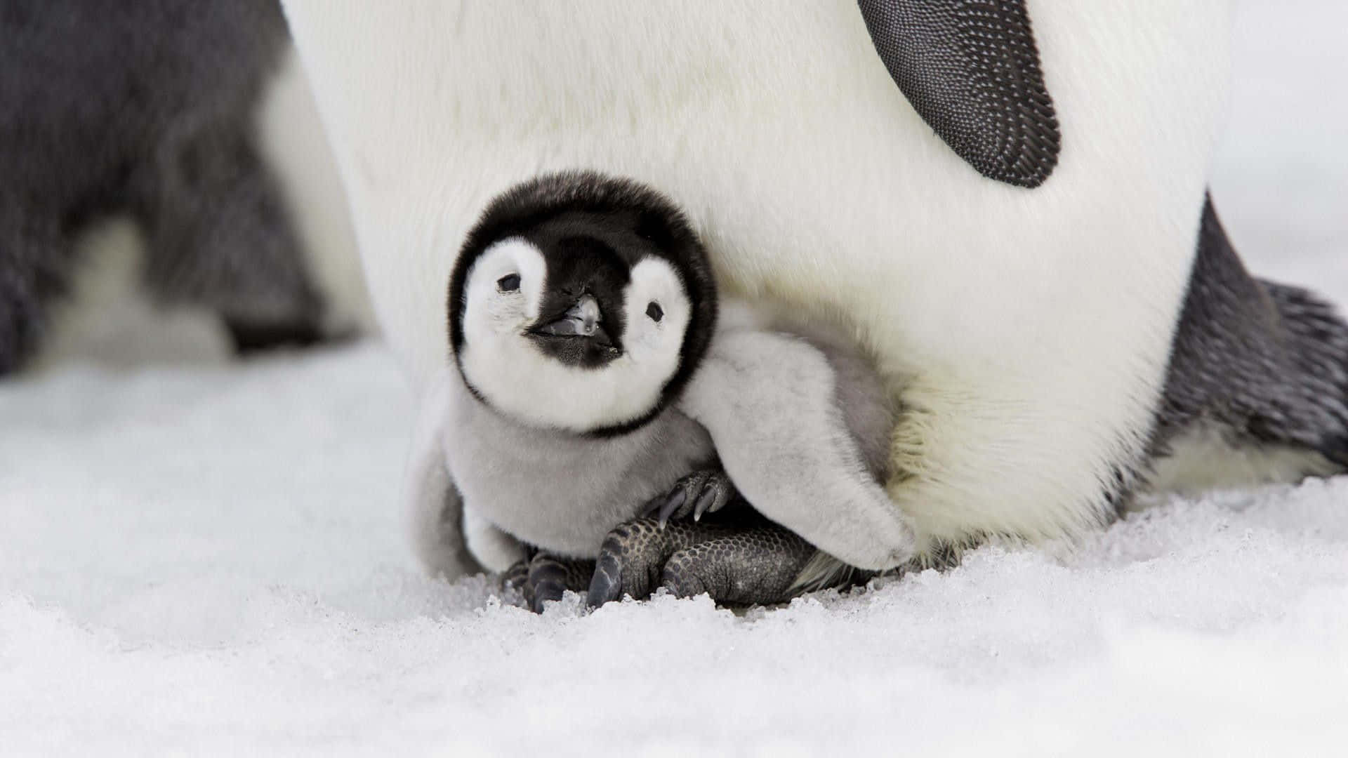 A Baby Penguin Is Sitting On Its Mother's Back
