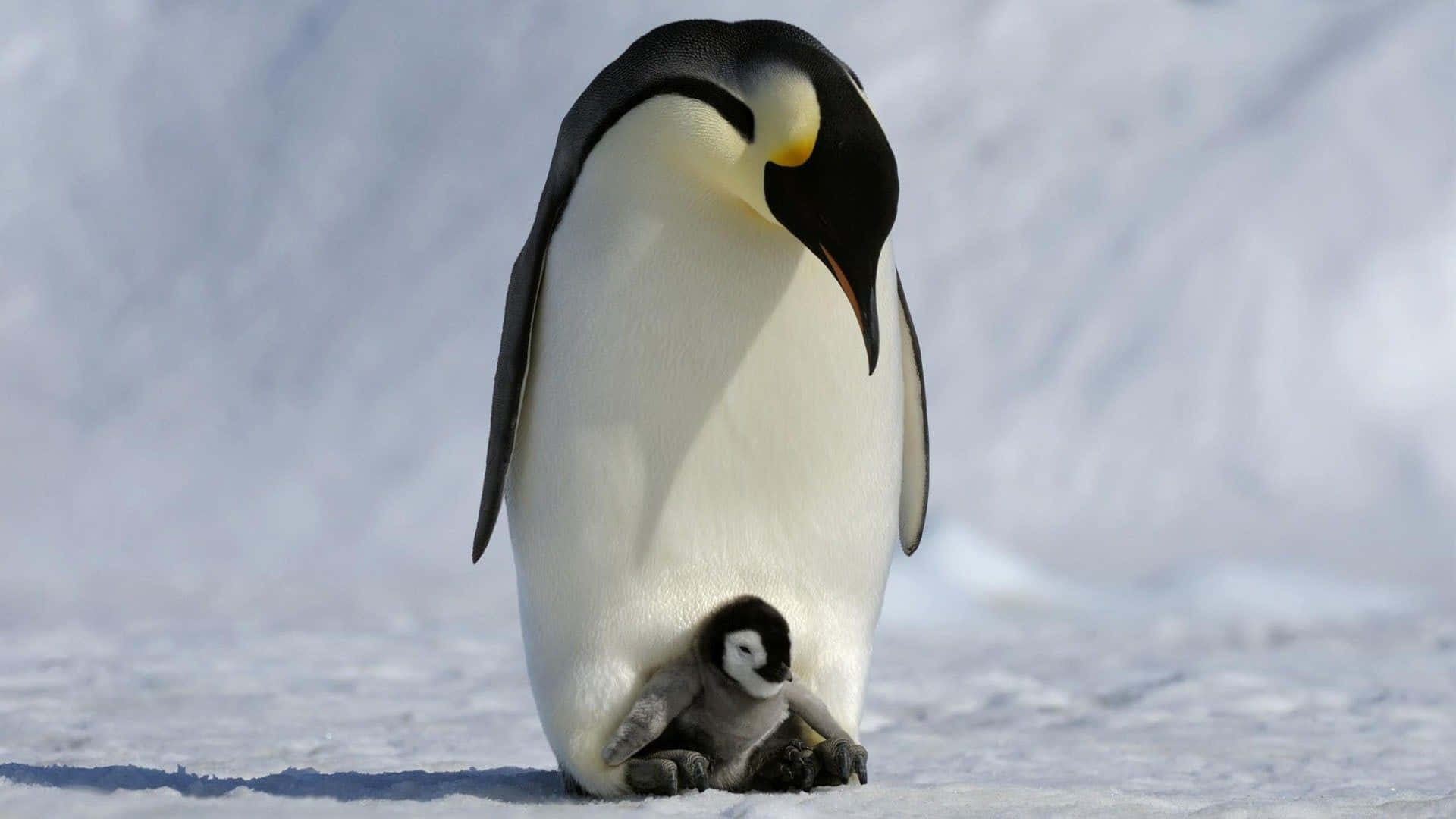 Bedårandebaby Pingvin Njuter Av Solskenet.