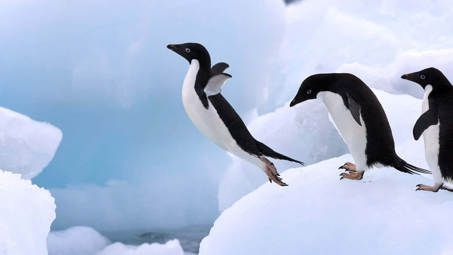 "Explore the Antarctic with this Adorable Baby Penguin"