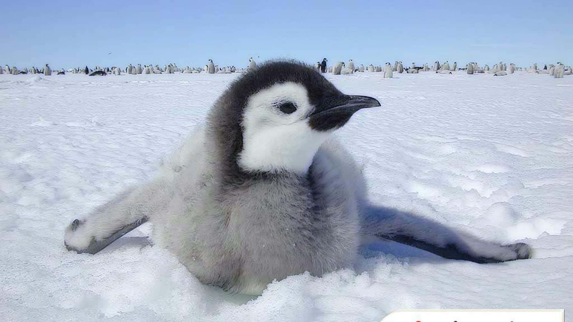 Bedårandebaby Pingvin Som Sitter På En Lugn Strand
