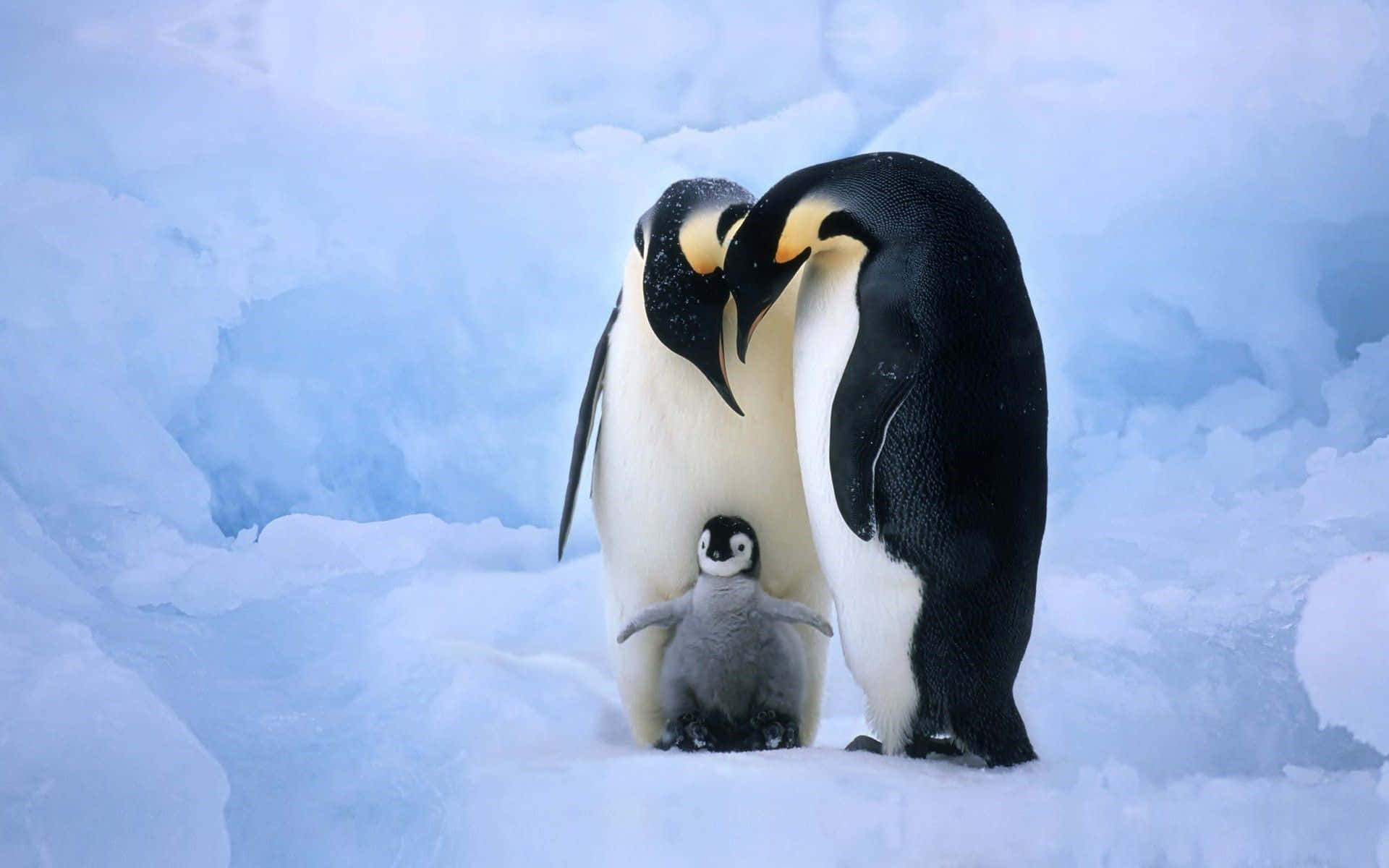 Oh,schau Dir Diesen Süßen Baby Pinguin An!