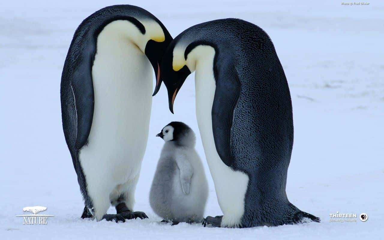 A Mother And Her Baby Penguins Are Standing In The Snow
