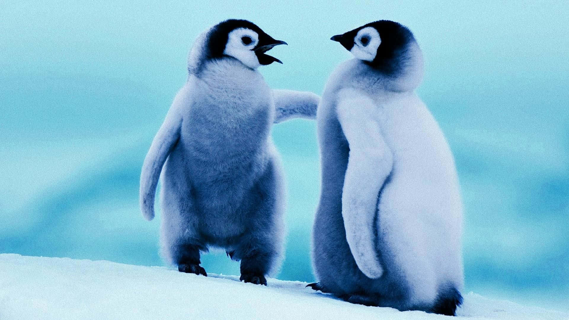 Pinguimbebê Adorável