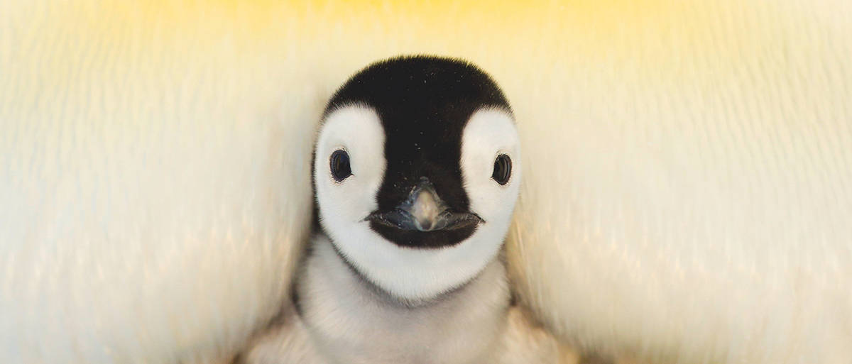 Baby Pingvin Bliver Presset Wallpaper