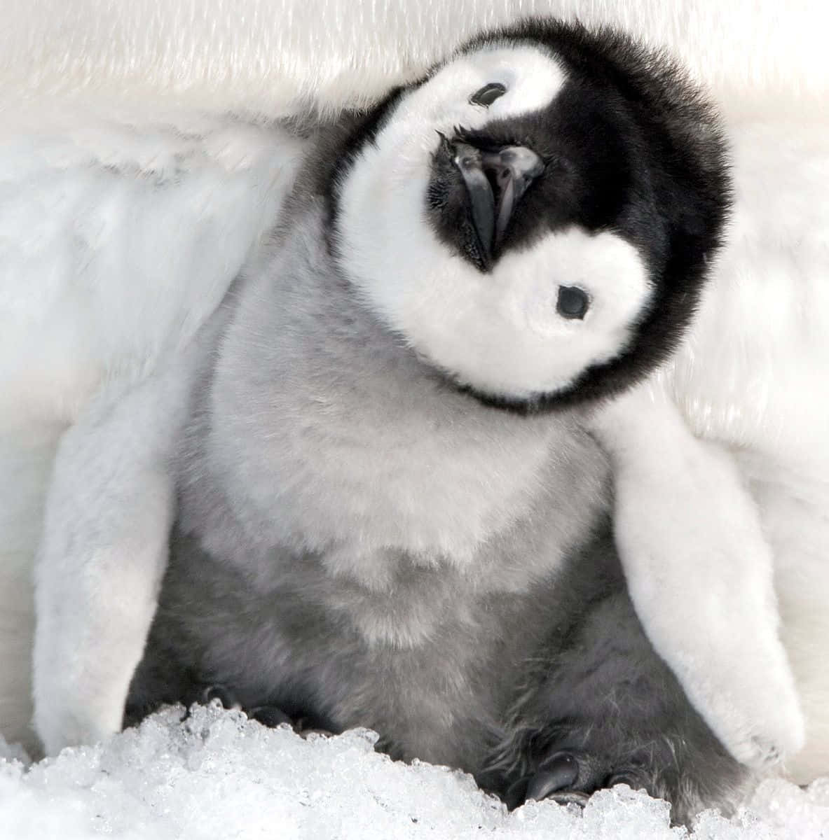 Uncurioso Piccolo Pinguino Bebè Che Allunga Le Ali!