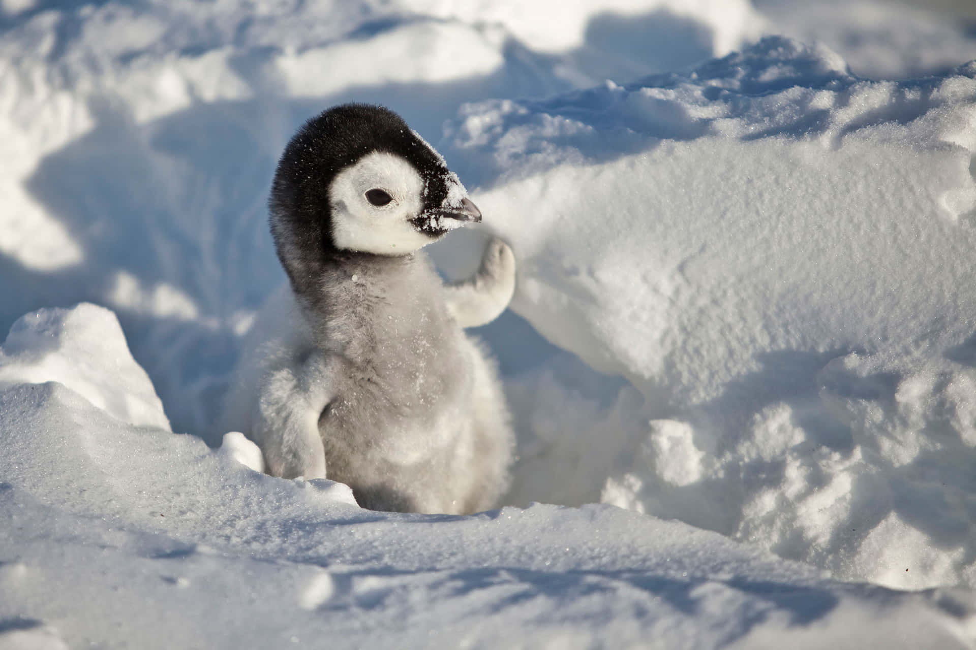Little Adorable Baby Penguin