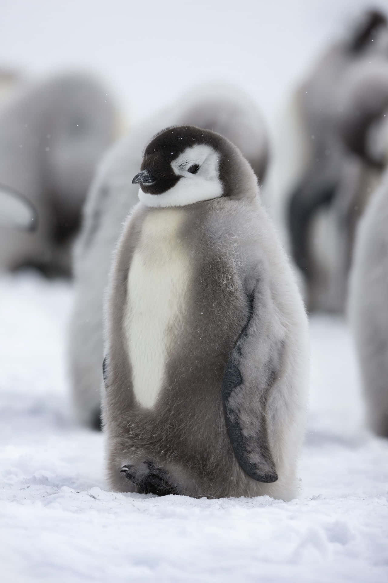 Lindobebé Pingüino Dando Un Baño