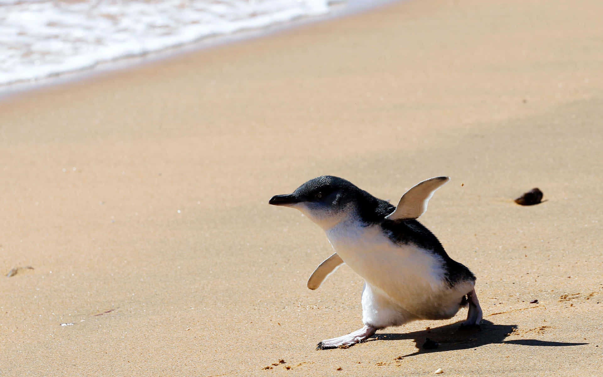 An adorable baby penguin enjoying the moment!