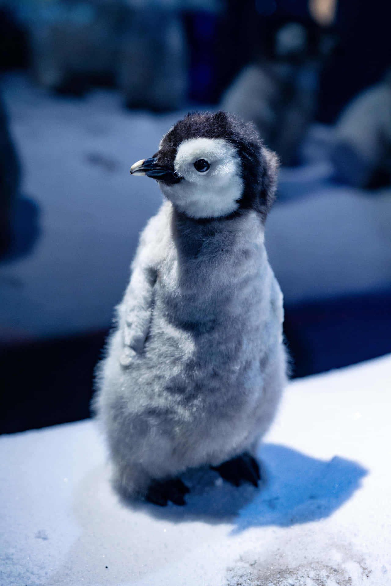 "A cute and cuddly baby penguin posing by the sea"