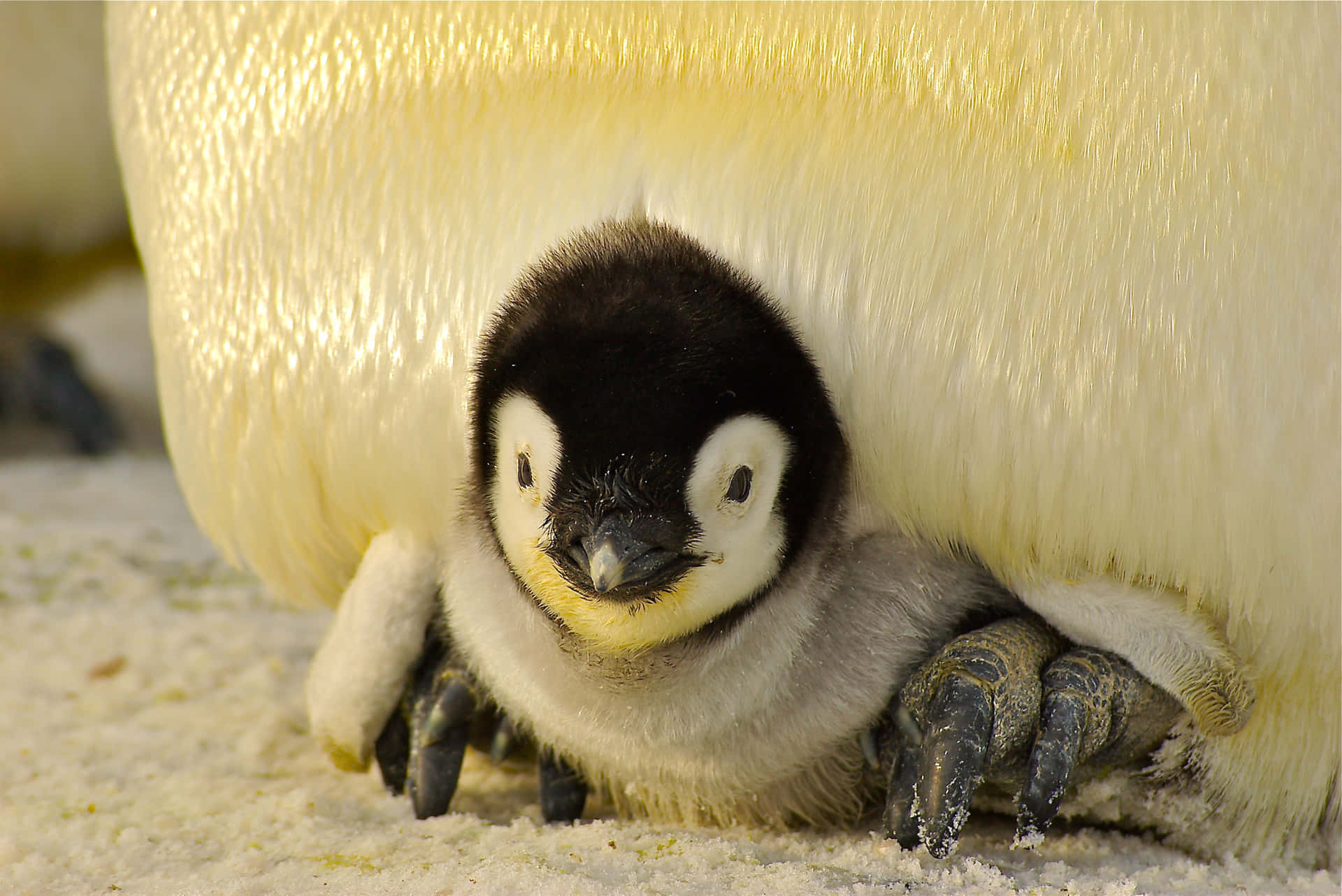 "Lovable Baby Penguin Spreads Joy"