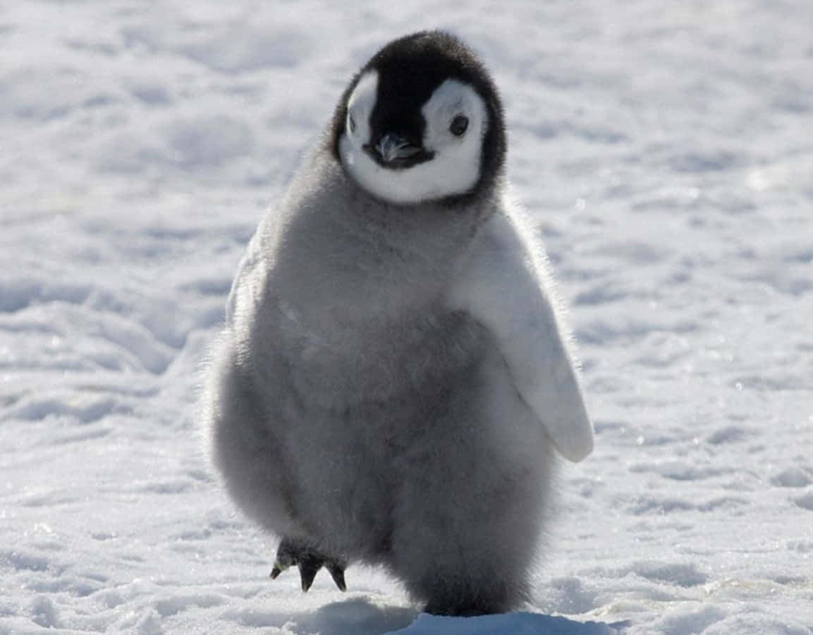 A baby penguin, full of curiousity, enjoys a day waddling around the icy terrain.