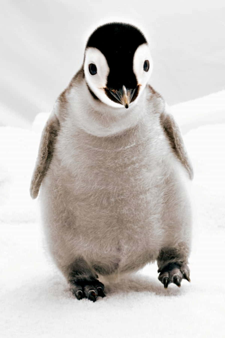 Adorable baby penguin looking for a hug