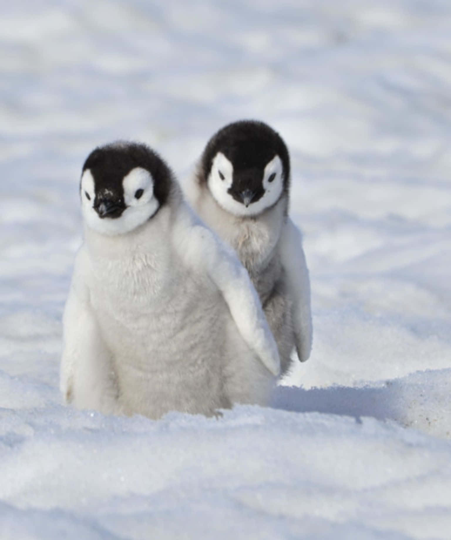 Adorable baby penguin huddling for warmth.