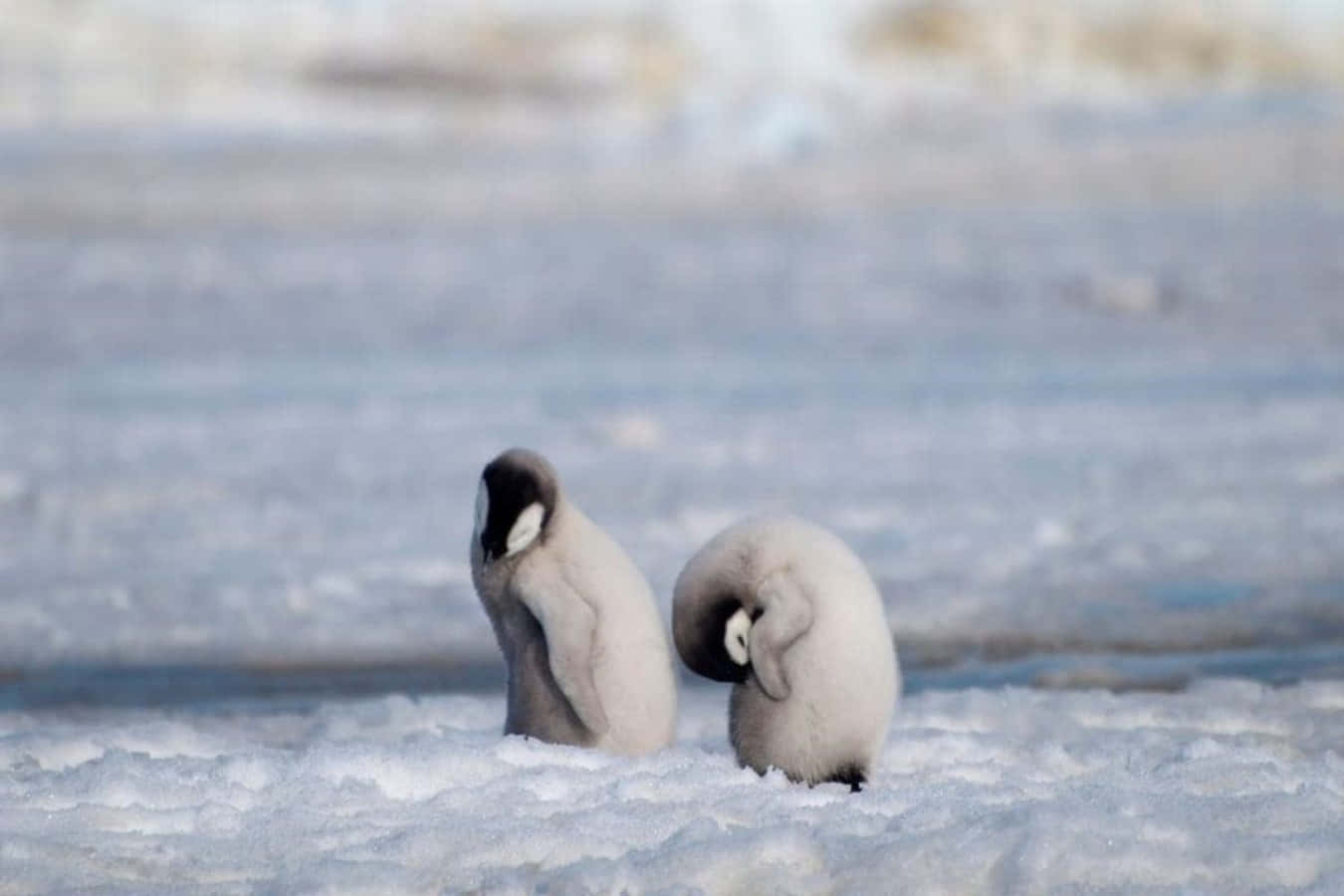 Pinguinotenero E Coccoloso