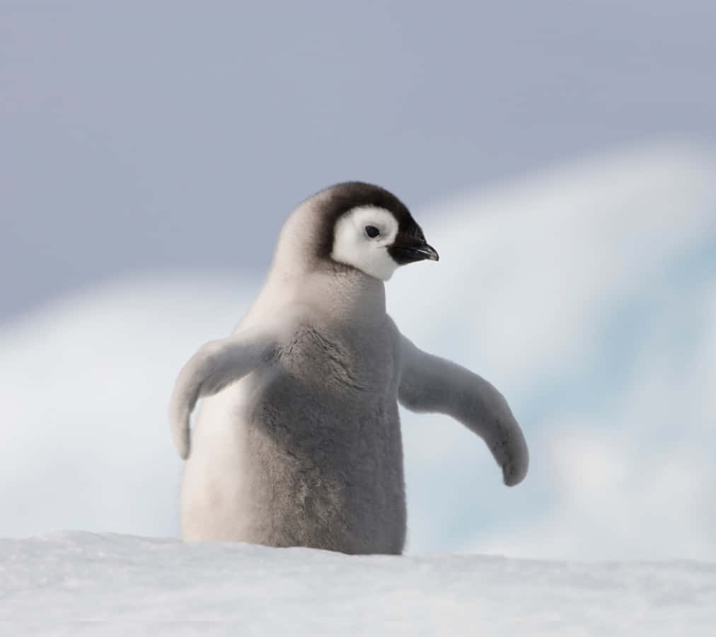 Unadorabile Pinguino Bebè Che Aspetta Sulla Riva