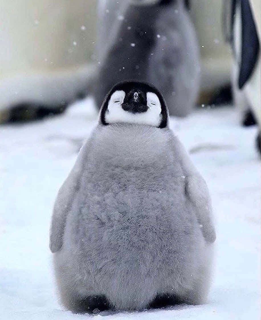A Baby Penguin Is Standing In The Snow