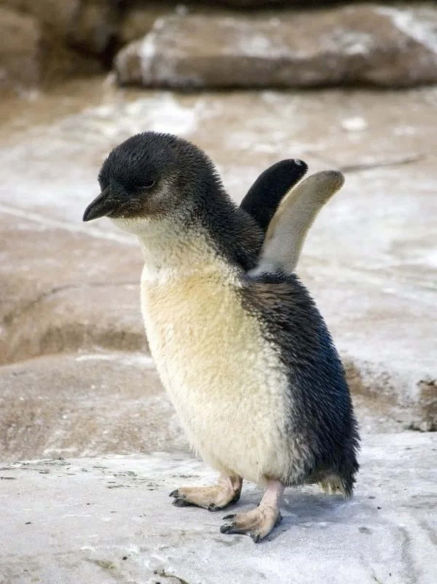 Unpiccolo Cucciolo Di Pinguino Peloso Che Cammina Sui Sassi.