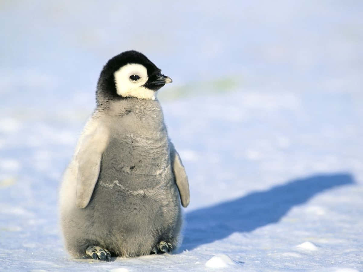 Cutiesadorabile Pinguino Bebè Vestito Per Il Freddo