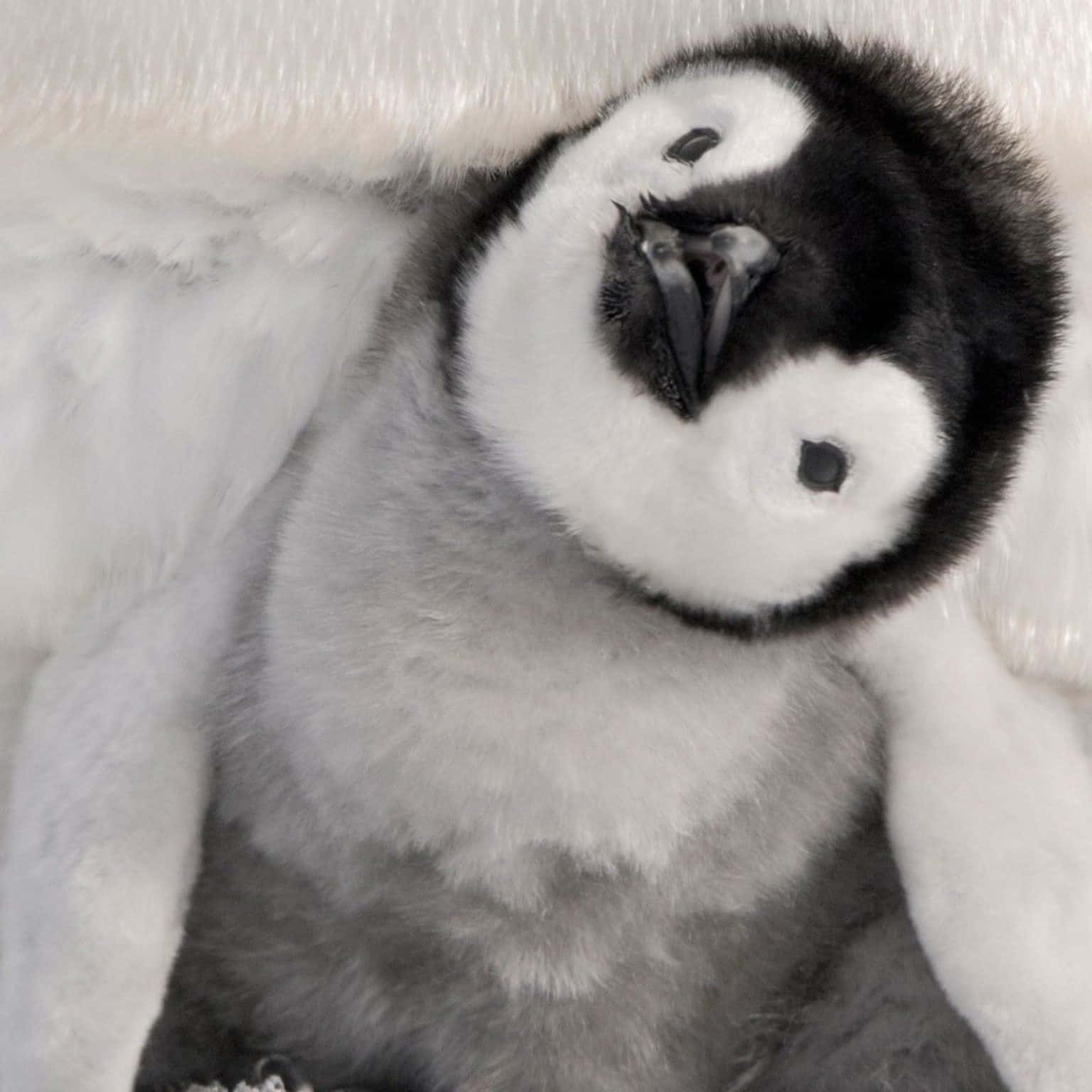 Aww, look at this cute and cuddly baby penguin!