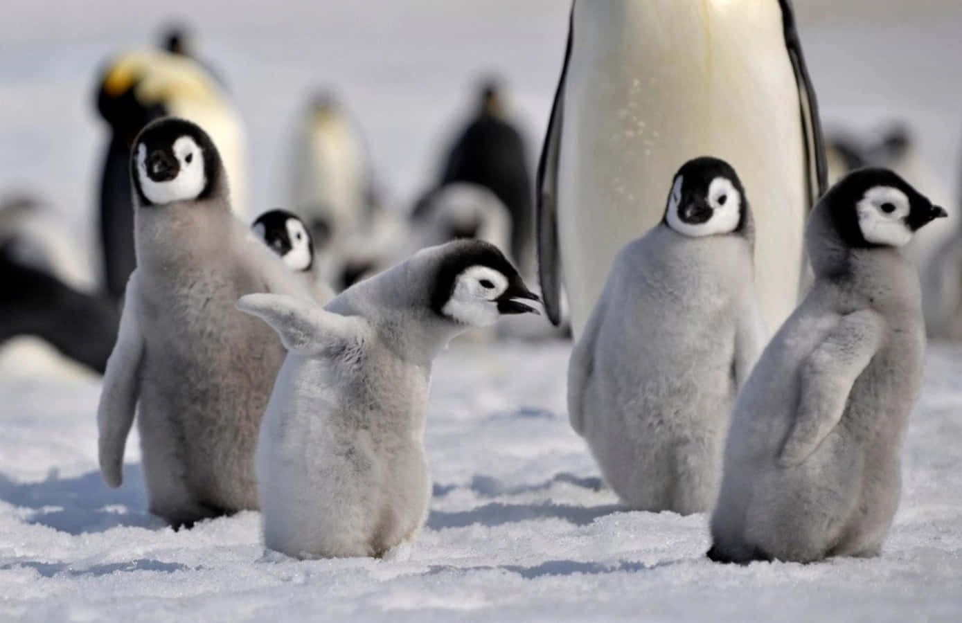 Пингвины моей мамы 8. Пингвин. Милые пингвины. Маленький Пингвин. Пушистый Пингвин.
