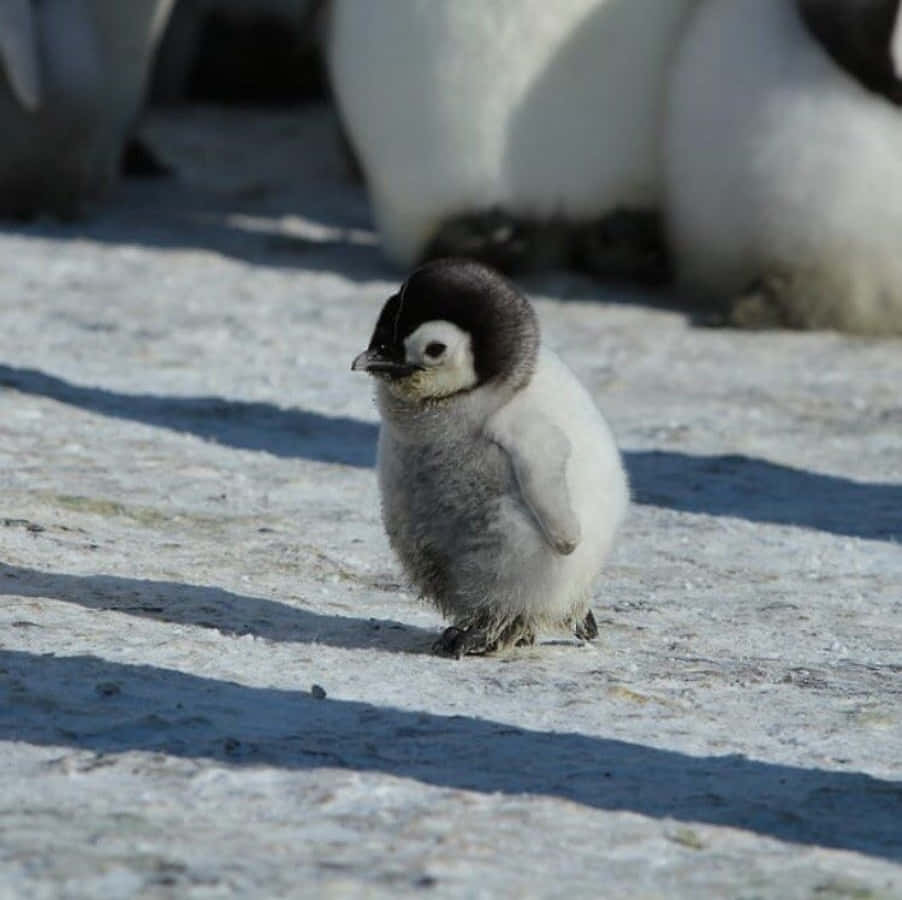 This endearing baby penguin is ready for his first waddle in the snow.