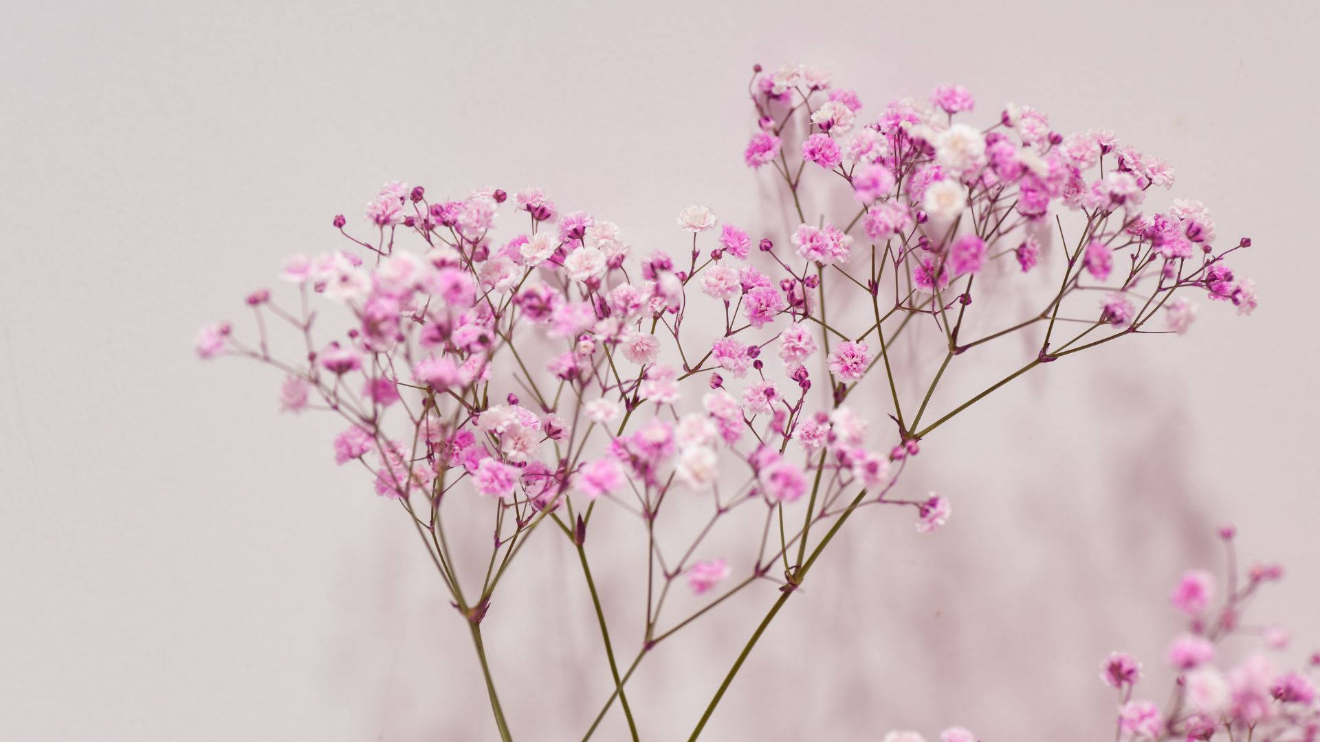 Blossoming - Baby Pink Baby's Breath blomstrer blomstring Wallpaper