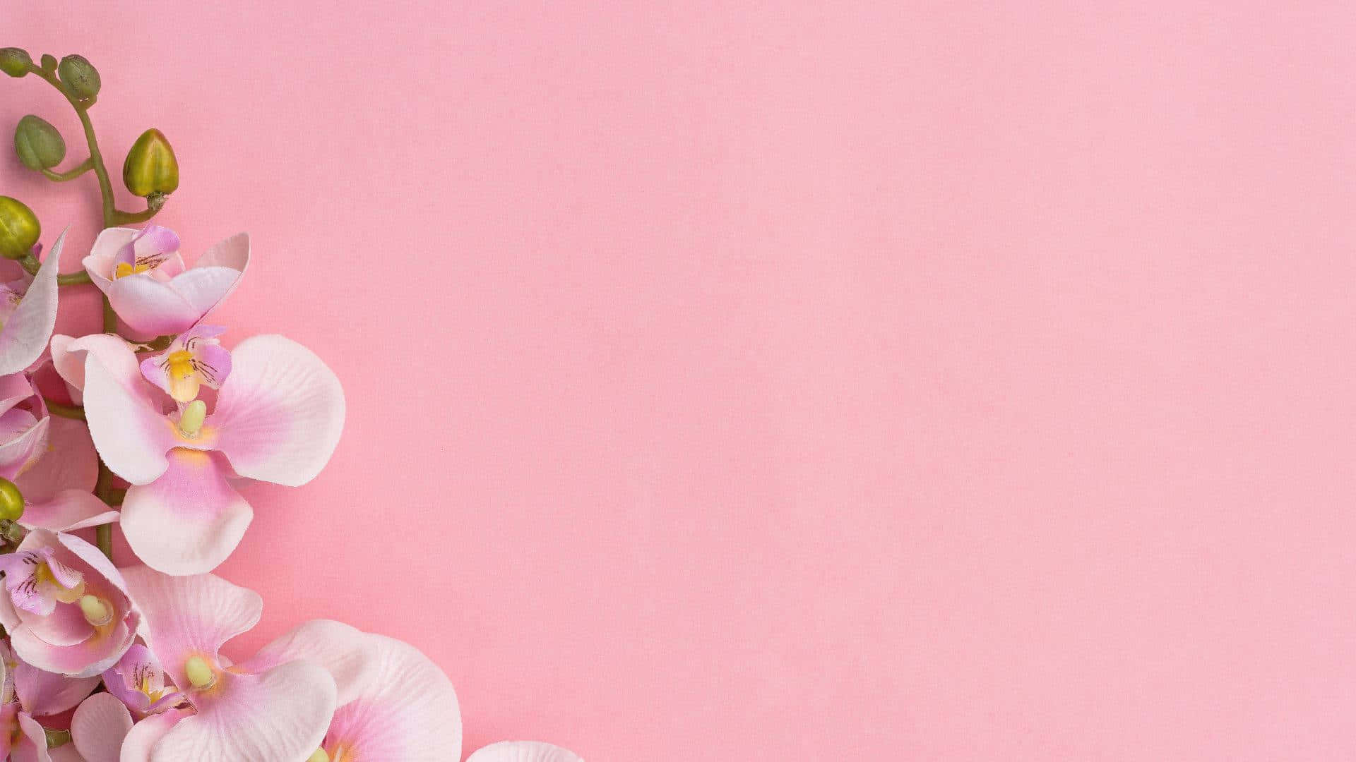 Soft and Sweet, A Pretty Baby Pink Background