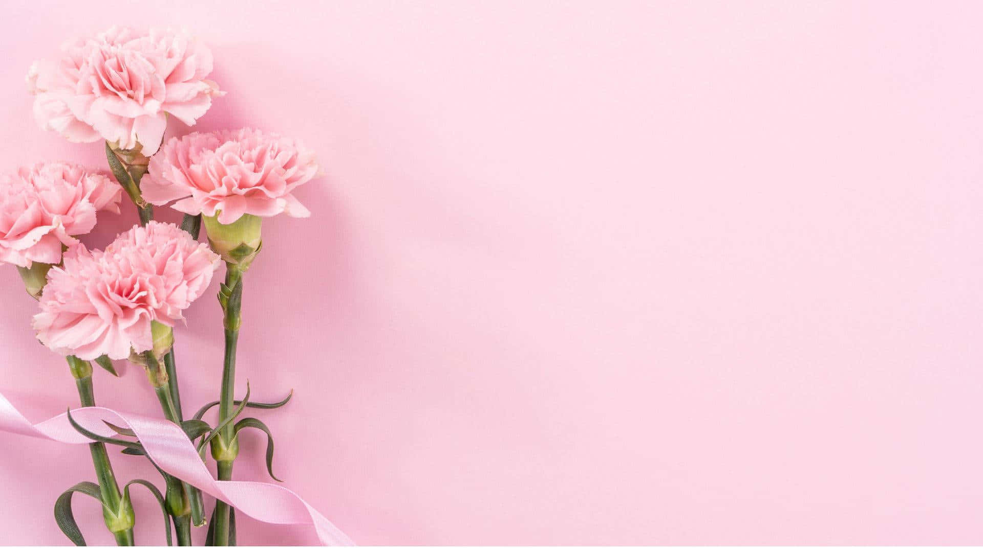A beautiful, baby pink background perfect for subtle design
