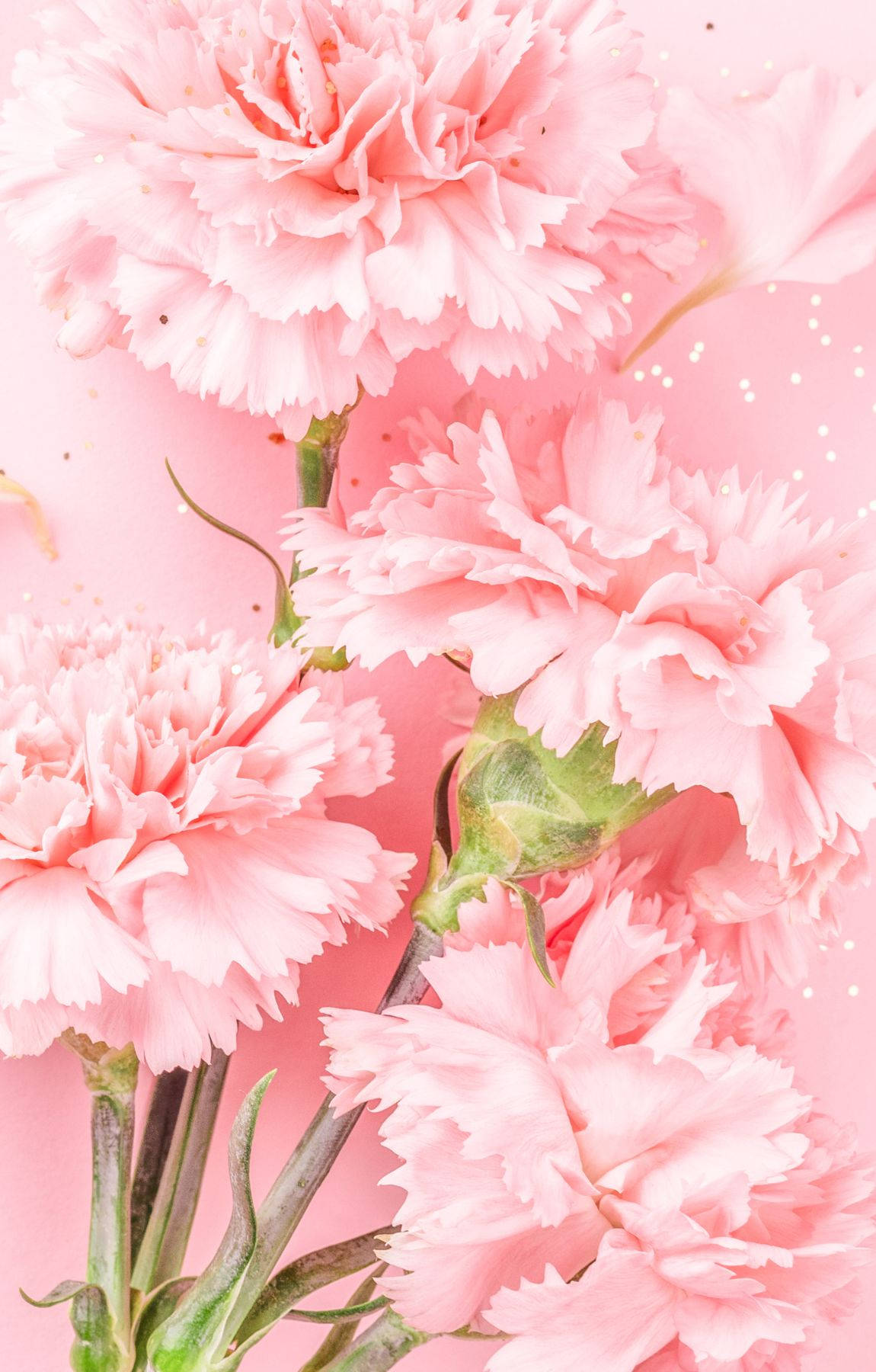 Pink Carnation Flowers