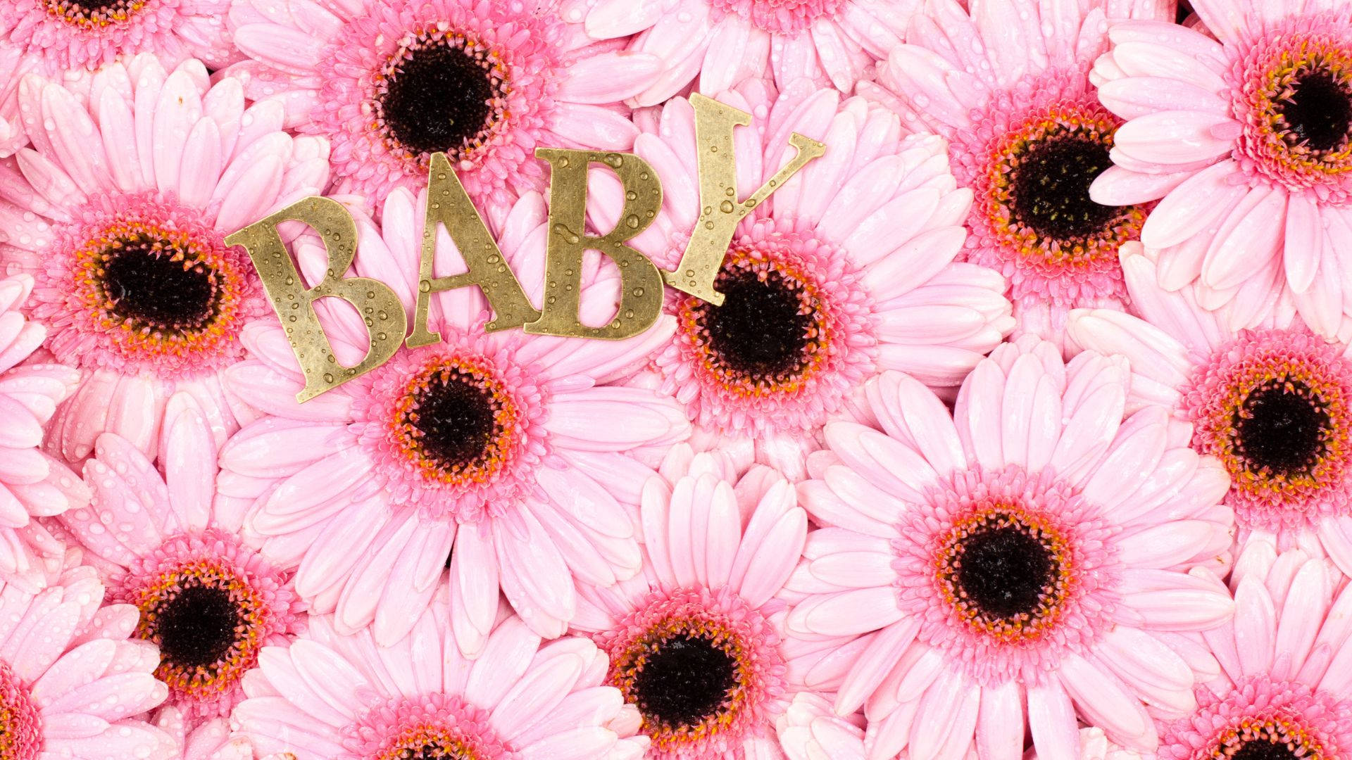 Baby Pink Daisy Flowers Picture