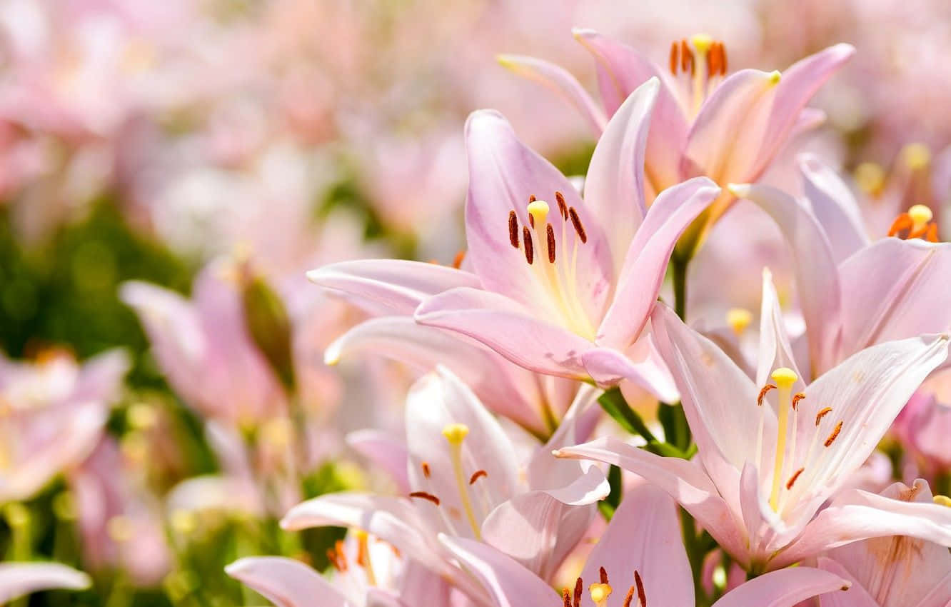Baby Pink Eastern Lily Flowers Wallpaper