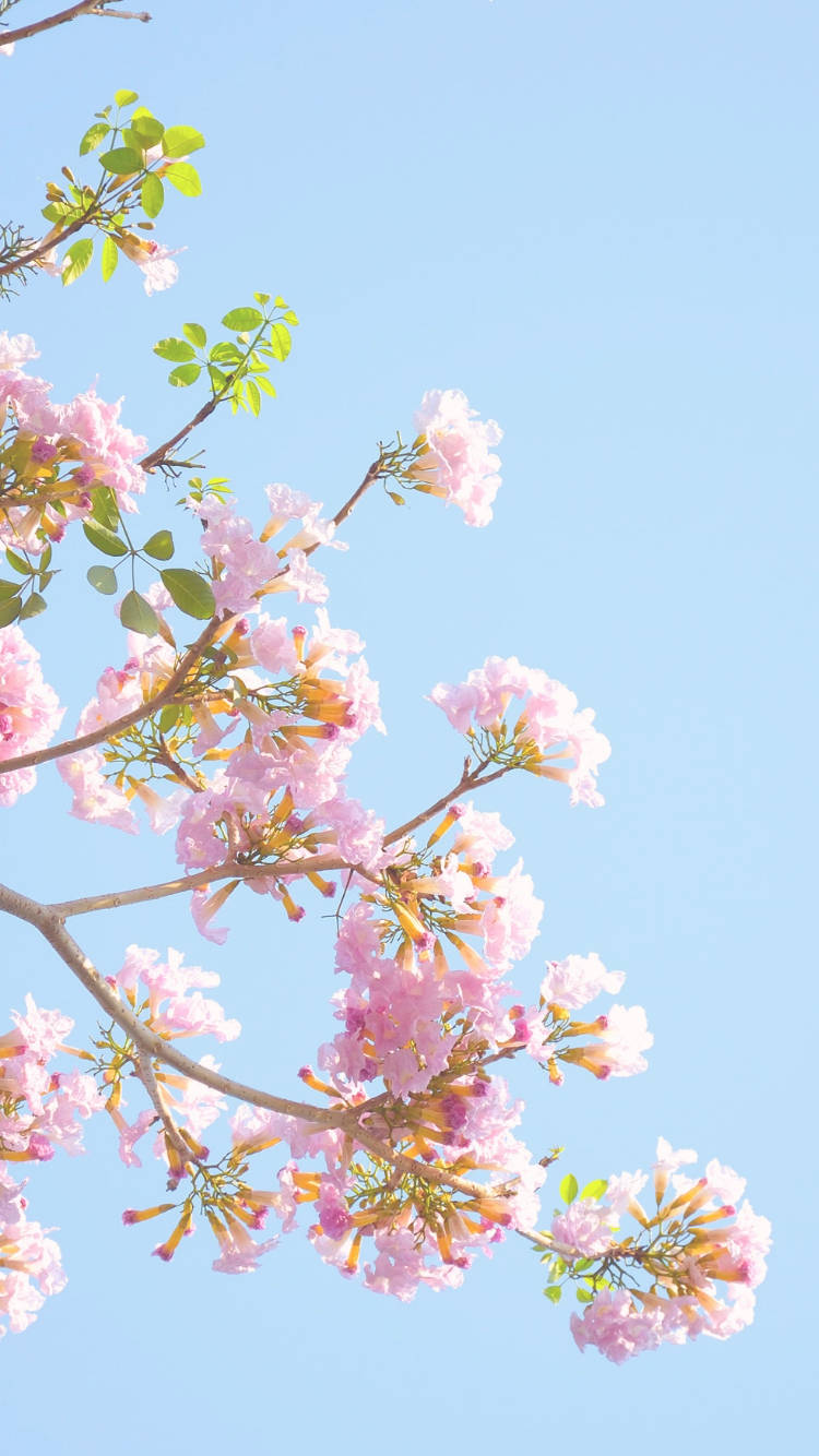 Baby Pink Flowers Aesthetic Sky Background