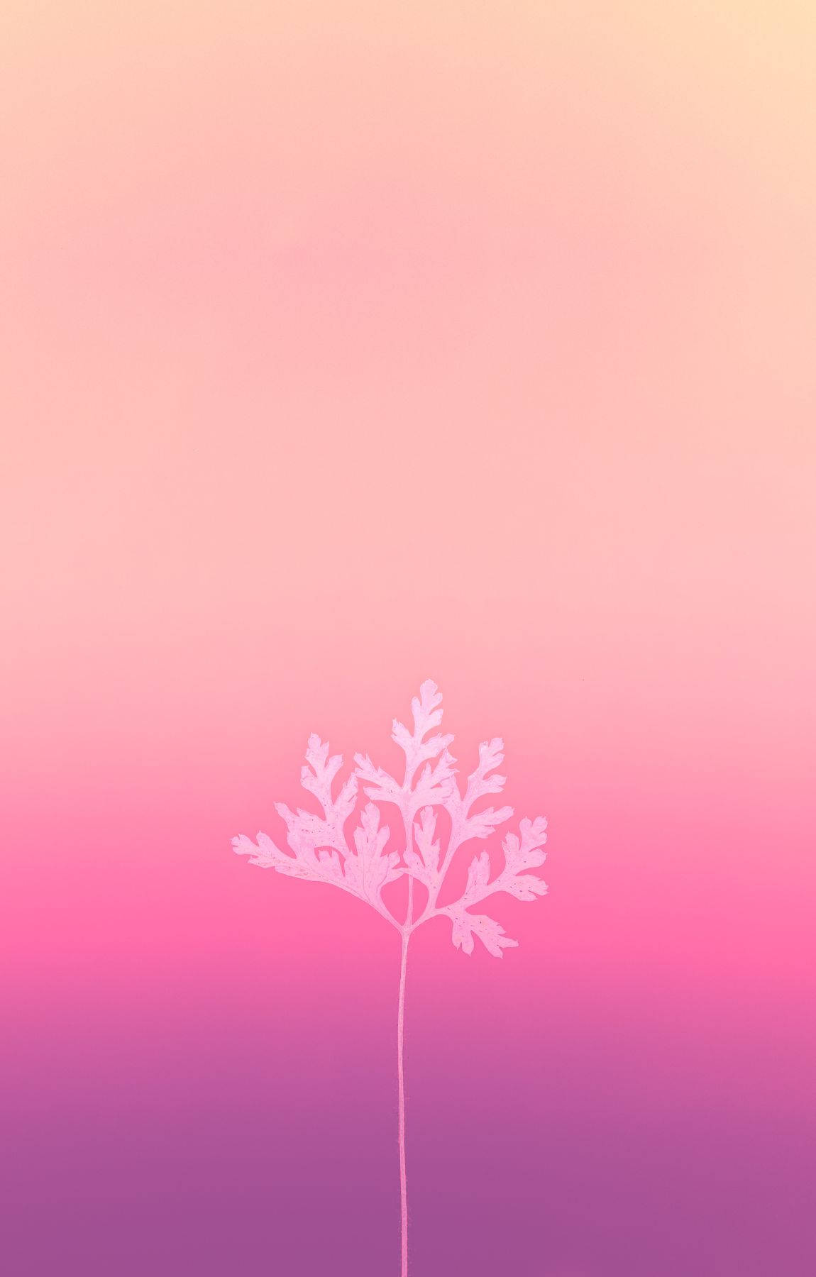Baby Pink Leaf On Gradient Picture