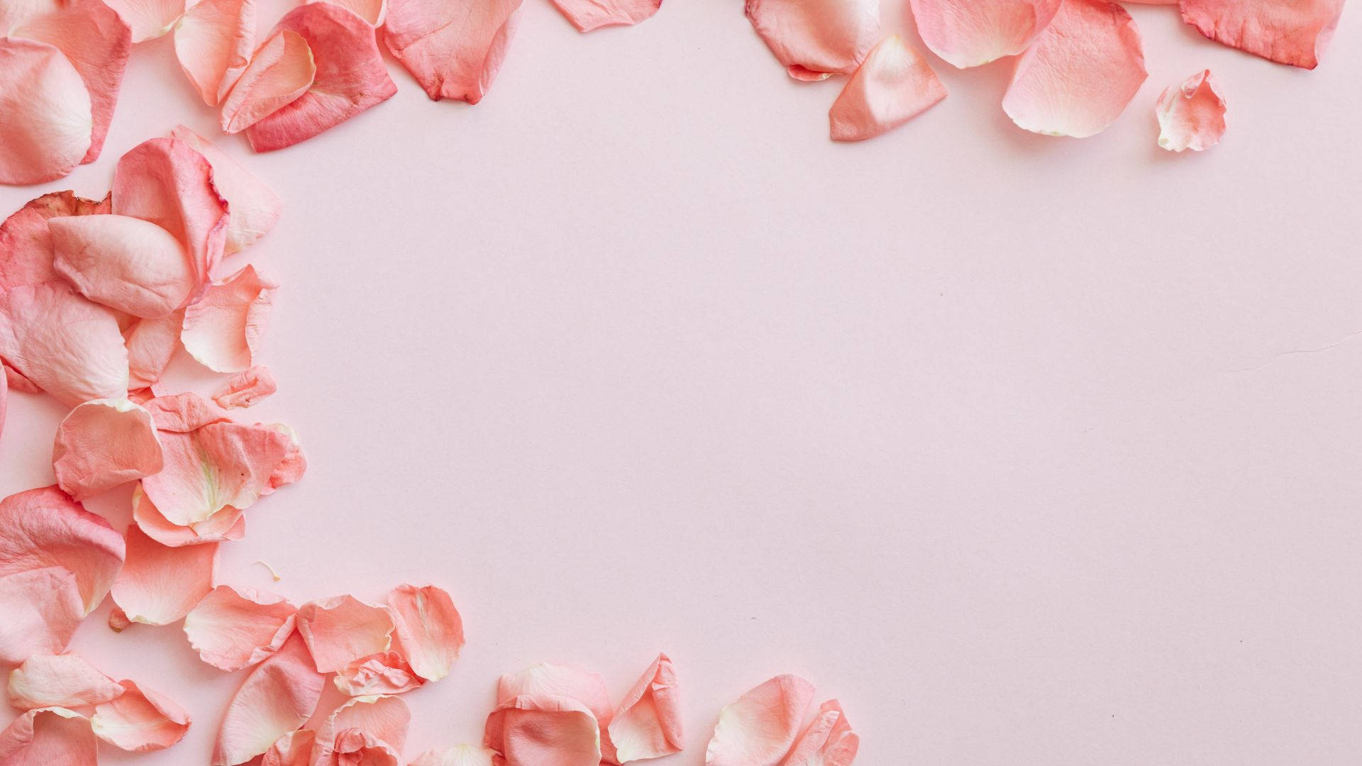 Download Baby Pink Rose Petals Wallpaper | Wallpapers.com