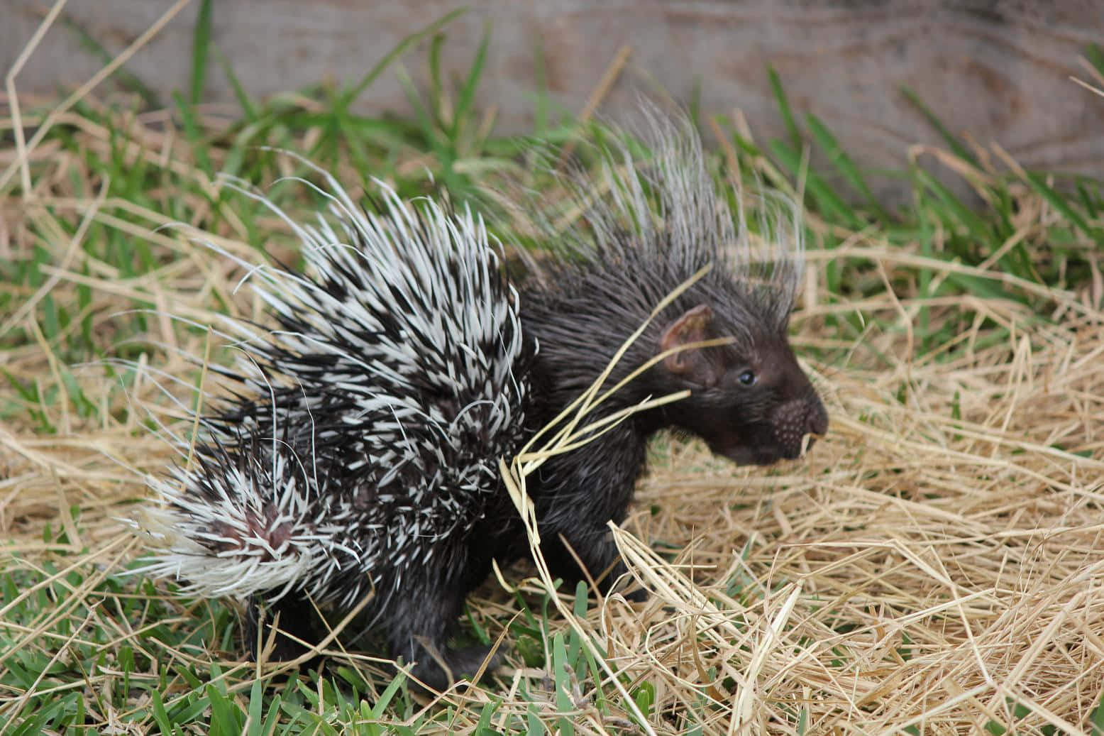 Baby Porcupinein Grass.jpg Wallpaper