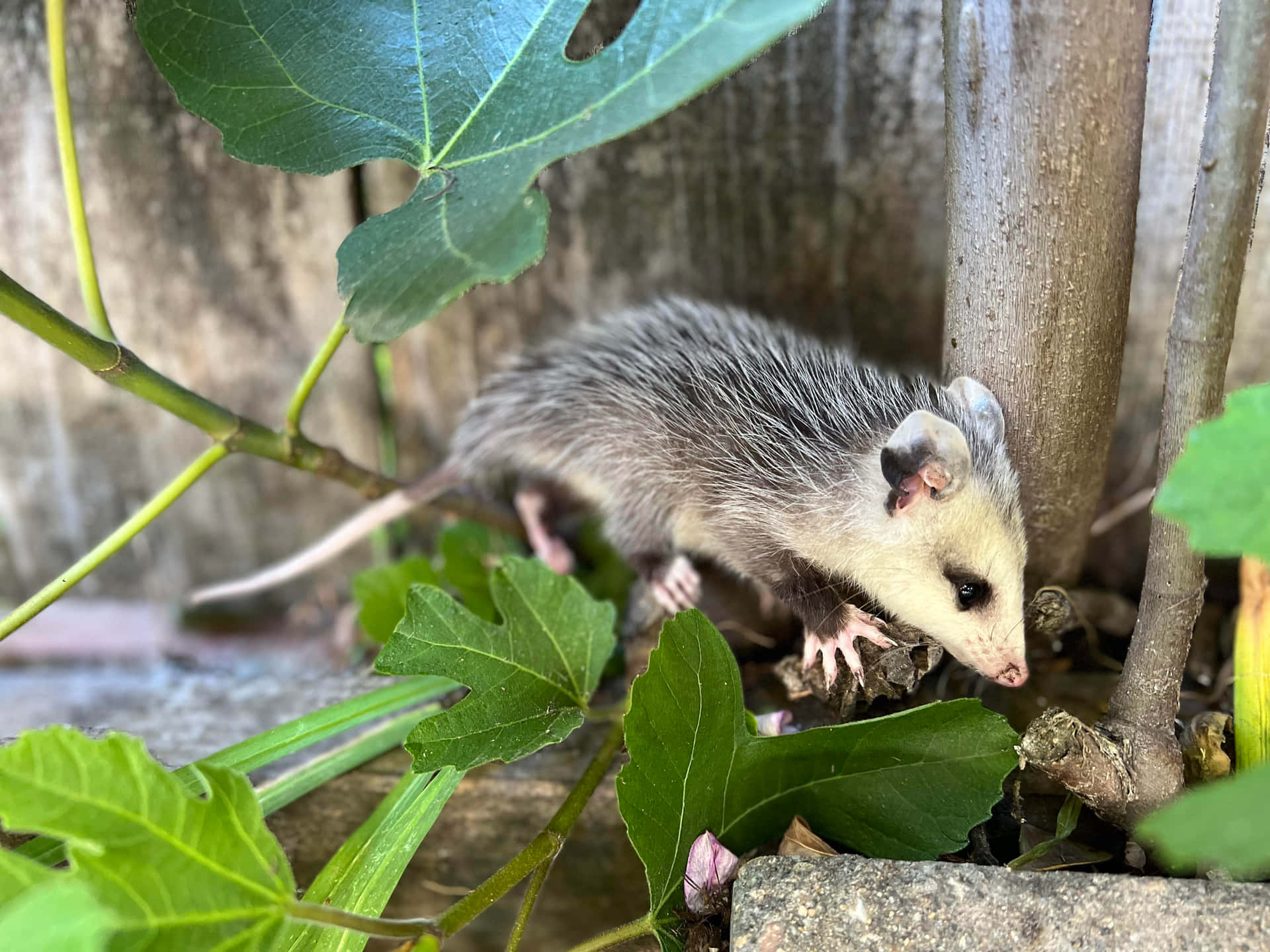 Baby Possum Exploring Garden.jpg Wallpaper