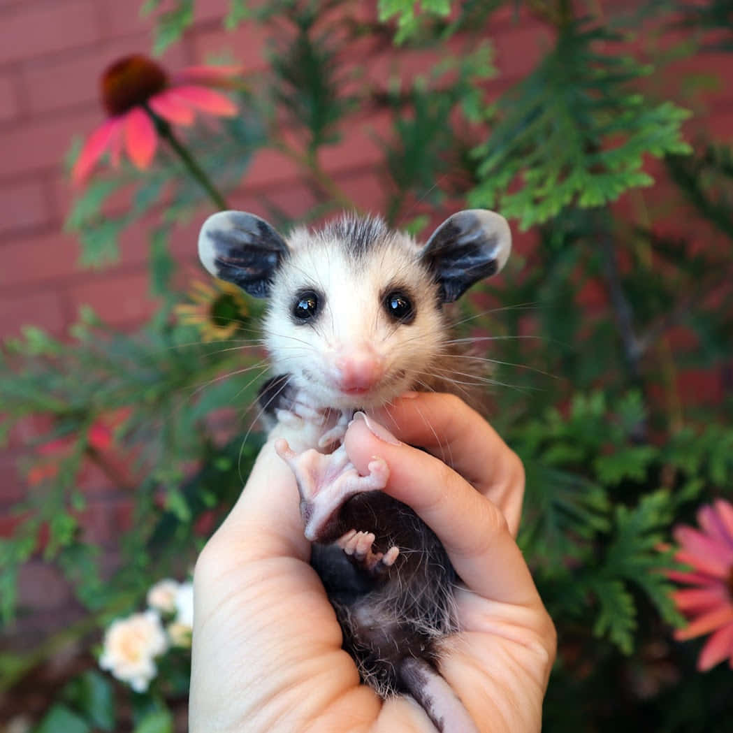 Vauva Opossum Käsissä Taustakuva