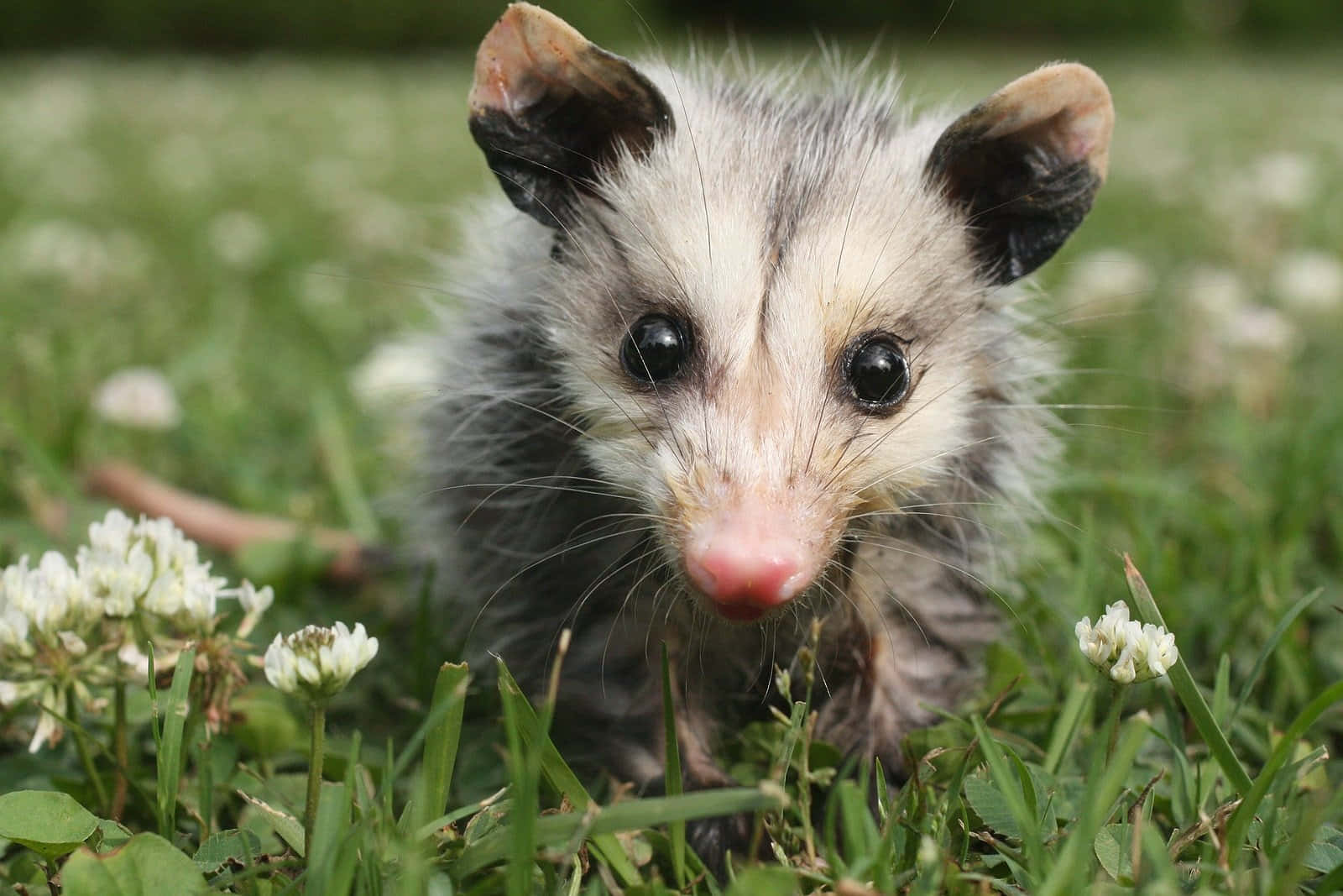 Baby Possum Di Rumput Wallpaper