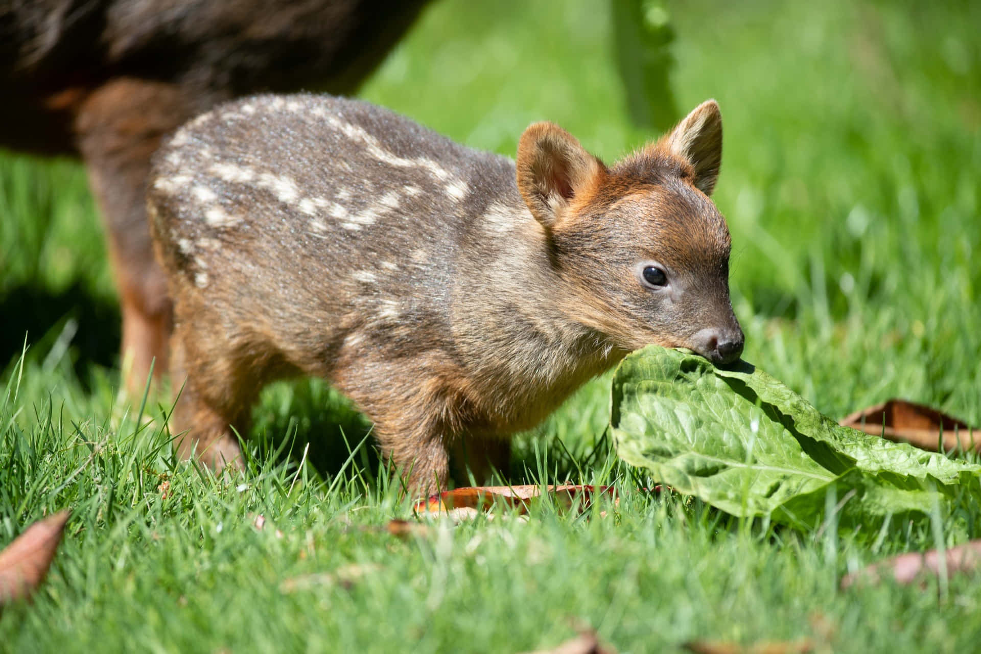 Baby Pudu Beiter På Gress Bakgrunnsbildet