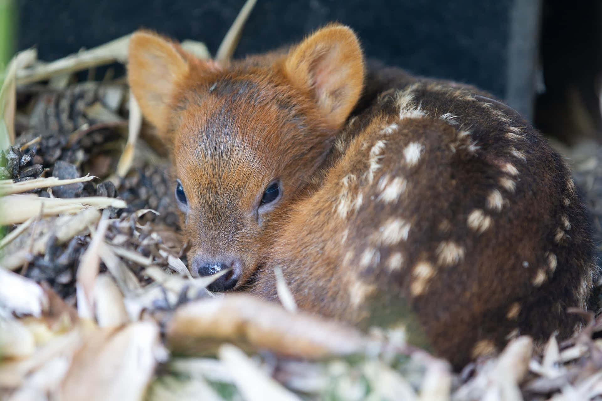 Baby Pudu Rustend In De Natuur.jpg Achtergrond