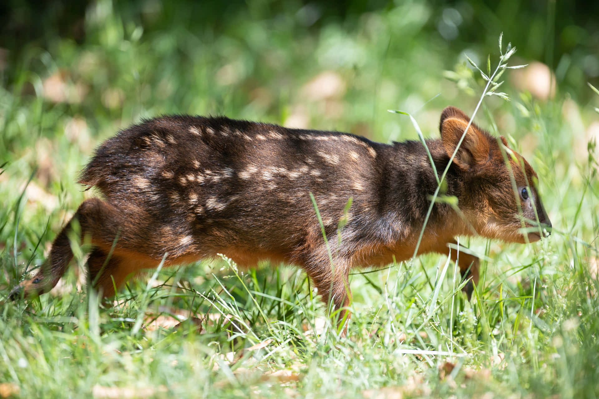 Baby Pudu Wandelt In Gras Achtergrond