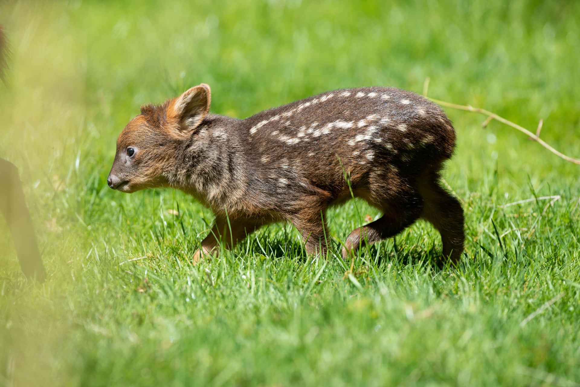 Baby Pudu Wandelt In Gras Achtergrond