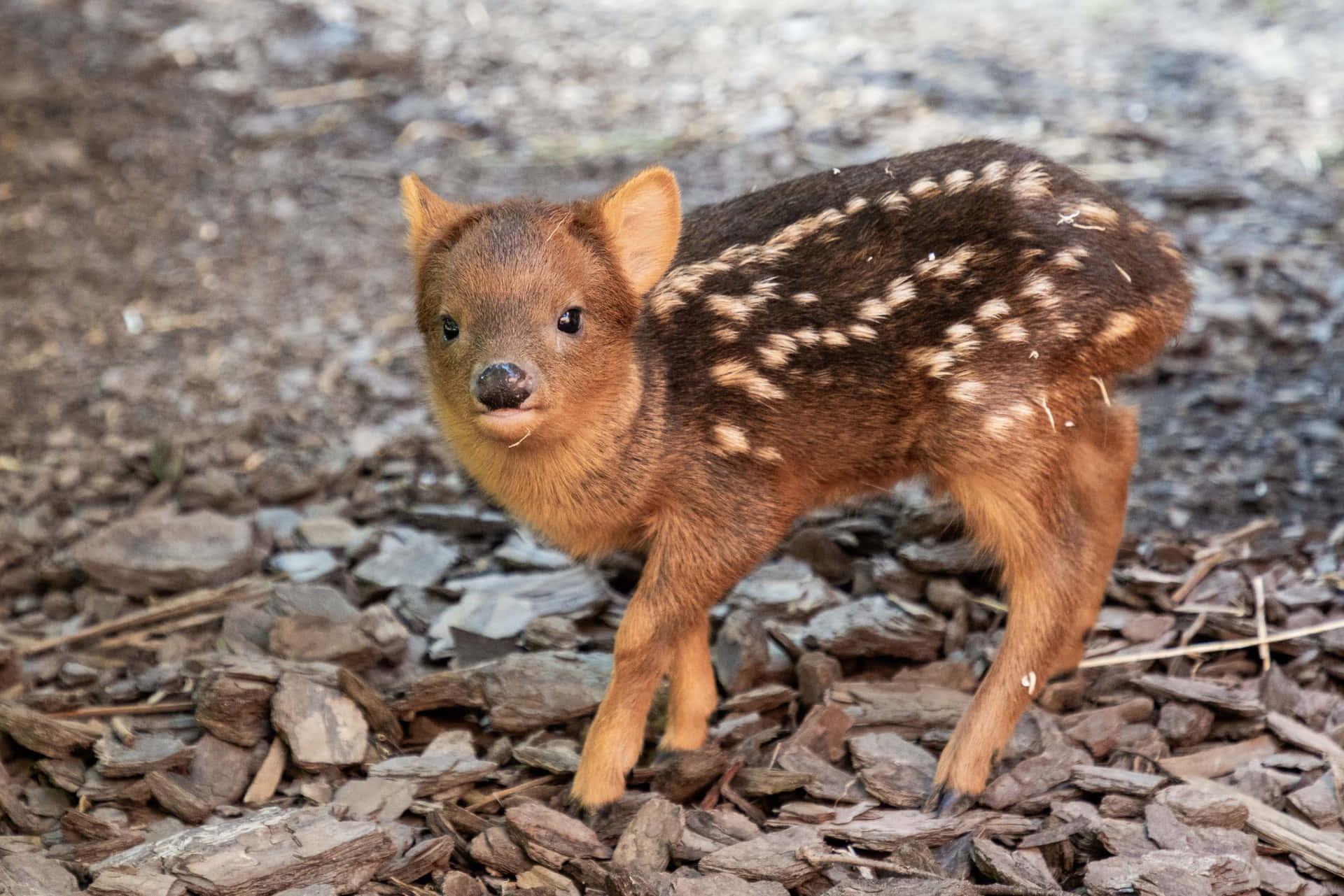 Baby Puduin Naturlig Habitat.jpg Bakgrunnsbildet